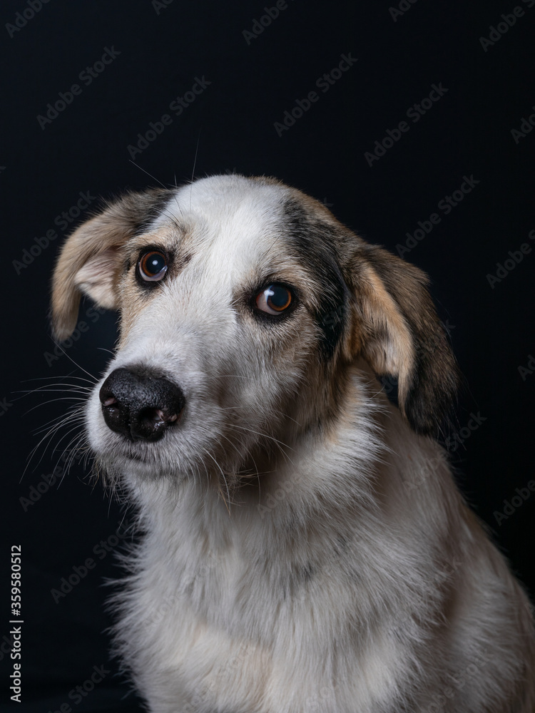 Studio portrait of a young Maremmano mix sheep dog in front of a black background.