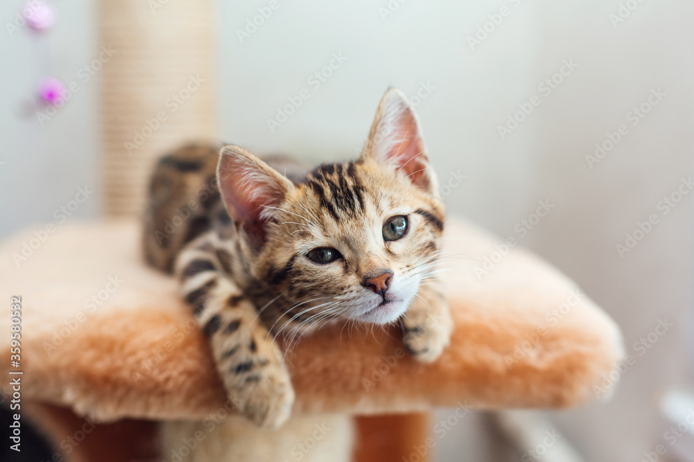 Young cute bengal cat laying on a soft cat's shelf.