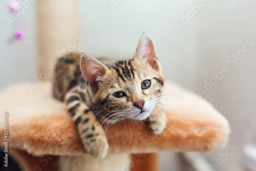 Fototapeta Naklejka Na Ścianę i Meble -  Young cute bengal cat laying on a soft cat's shelf.