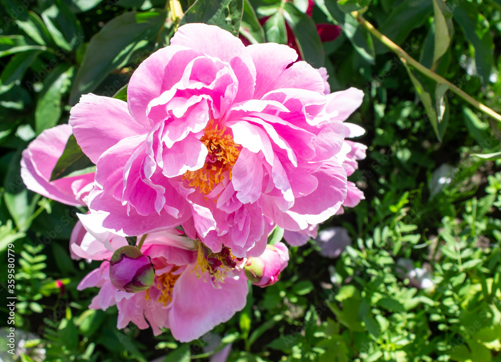 Photo peon pink flower on a bush close up