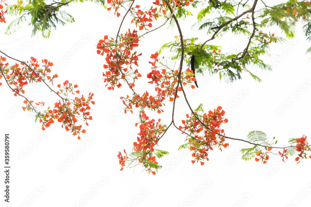 Peacock flowers on tree with white background