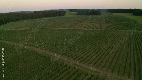 Wallpaper Mural Aerial view, Moving forward shot, Scenic view of Hop crops in Holledau in Bavaria, Gemarnay, Sunset in the Background. Torontodigital.ca