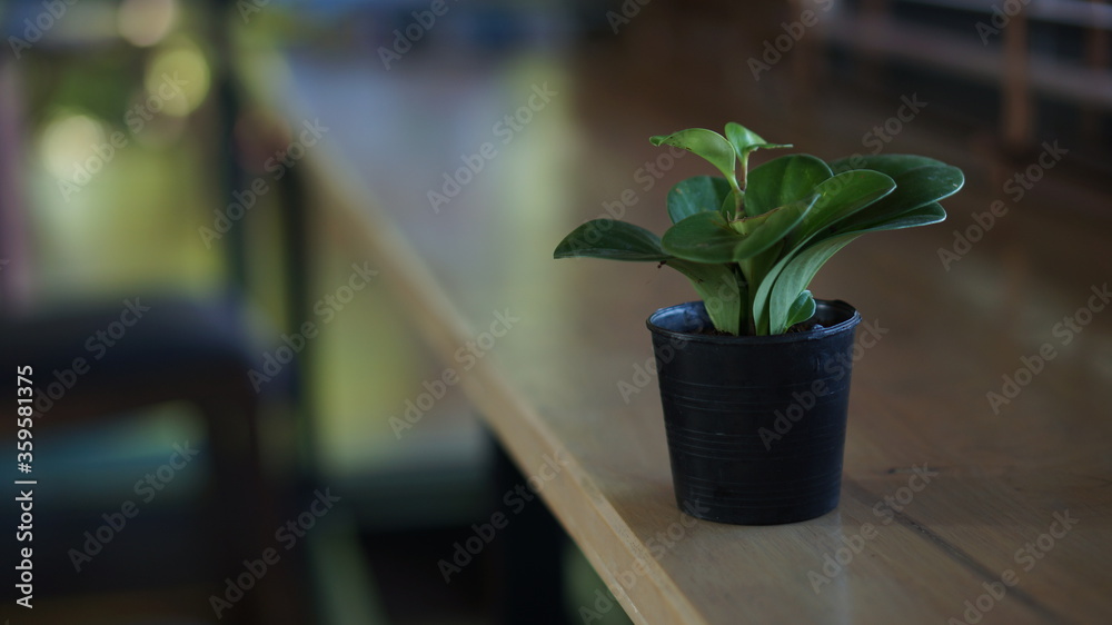 Fototapeta premium plant in a vase