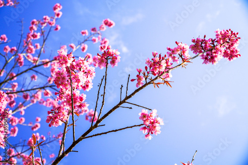 Cherry blossoms, beautiful pink flowers, select focus and the blue sky background
