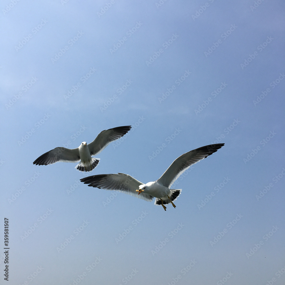 Obraz premium seagull in flight