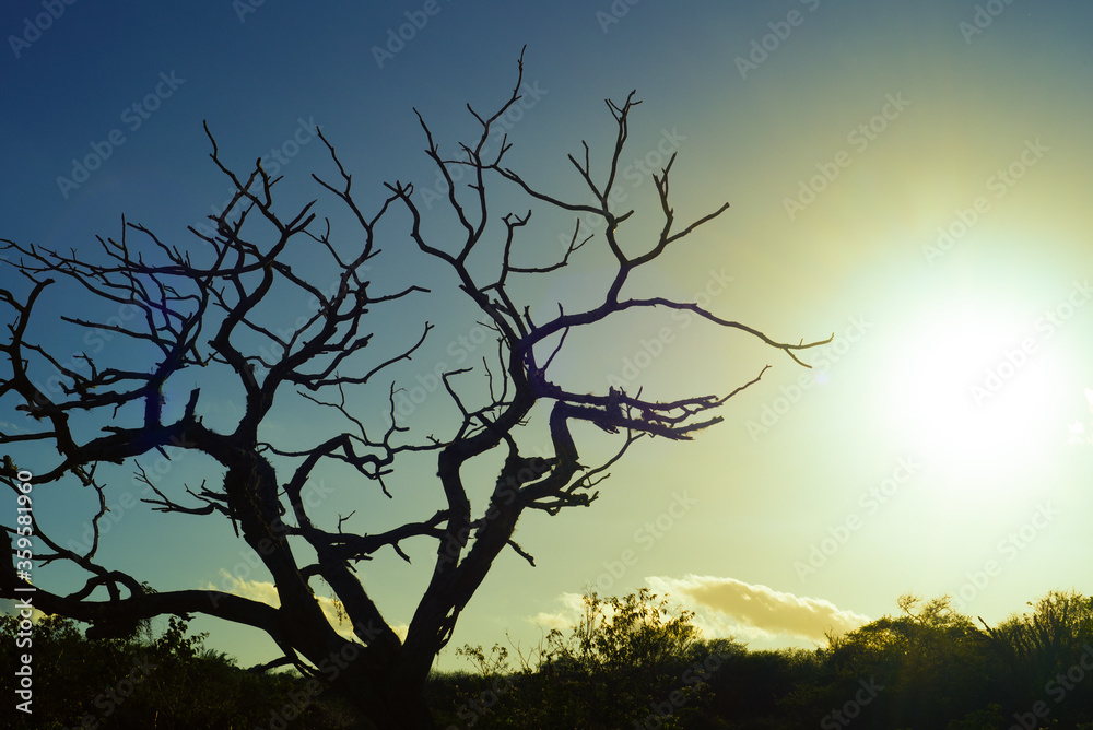 árvore, céu, silhueta, pôr-do-sol, natureza, paisagem, galho, inverno, galho, árvore, arborizar, nú, outonal, sol, anoitecer, negro, azul, escurecer, nascer do sol, morto, escuro