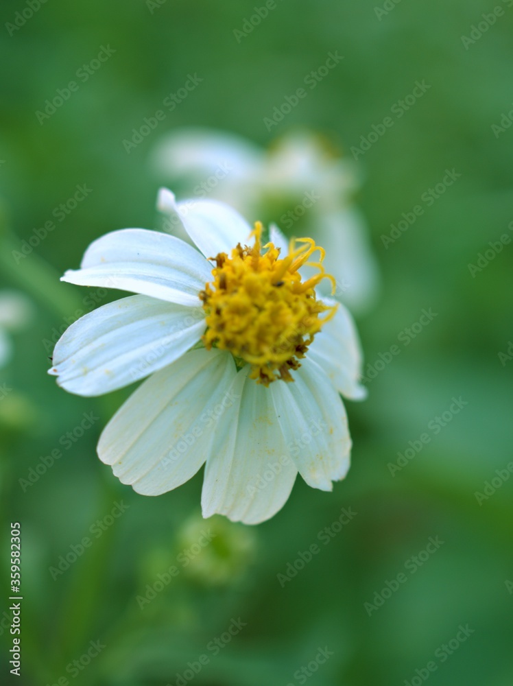 Closeup white Bidens alba (black-jack) flower plants and yellow pollen in garden with green blurred background ,soft focus ,macro image ,sweet color Closeup white Bidens alba (black-jack) flower plants and yellow pollen in garden with green blurred background ,soft focus ,macro image ,sweet color