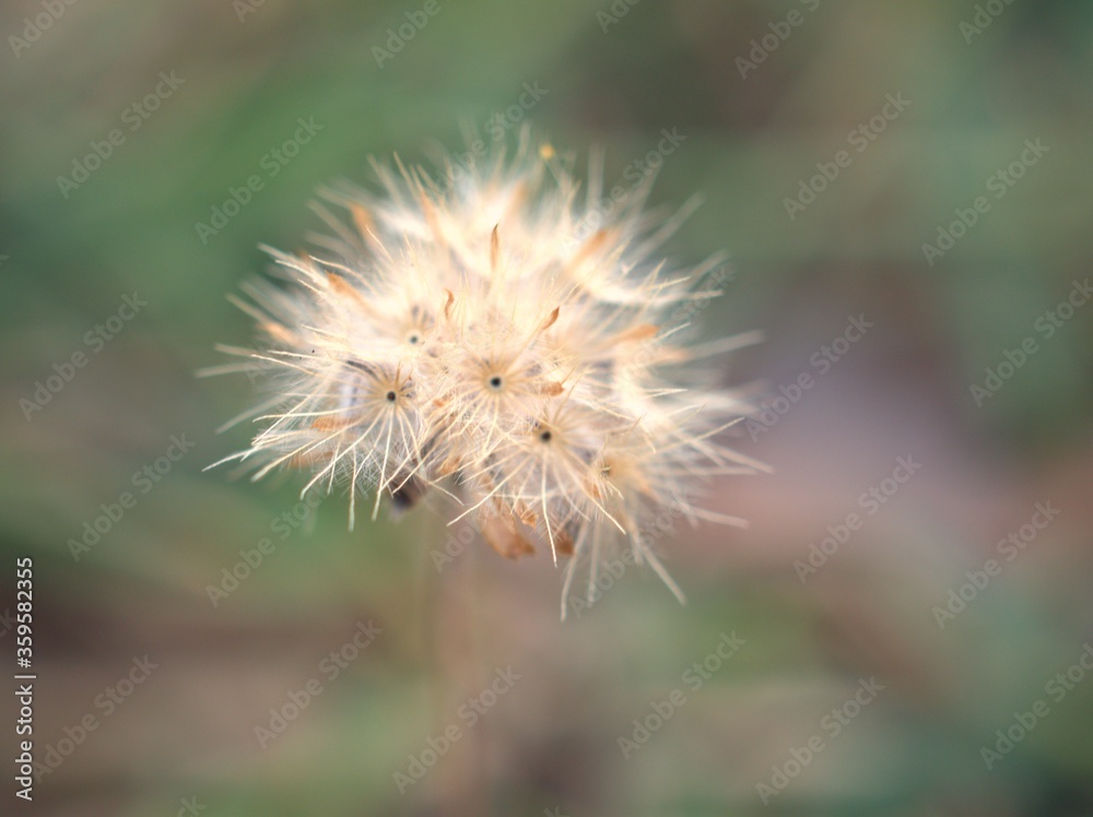 Closeup white seeds of flower ( dandelion) with green blurred background and blur macro image , flower in garden ,sweet color ,soft focus ,blur macro flowers in nature,macro dry plant in garden