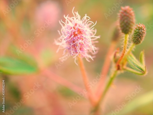 Closeup sweet pink Shame flowers plants, Mimosa pudica in garden with blurred background ,soft focus and sweetcolor for card design ,macro image ,