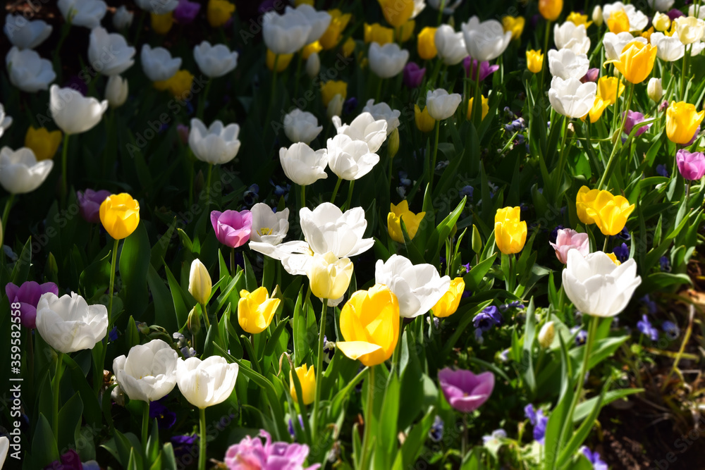 Fototapeta premium Colorful Tulip Bed