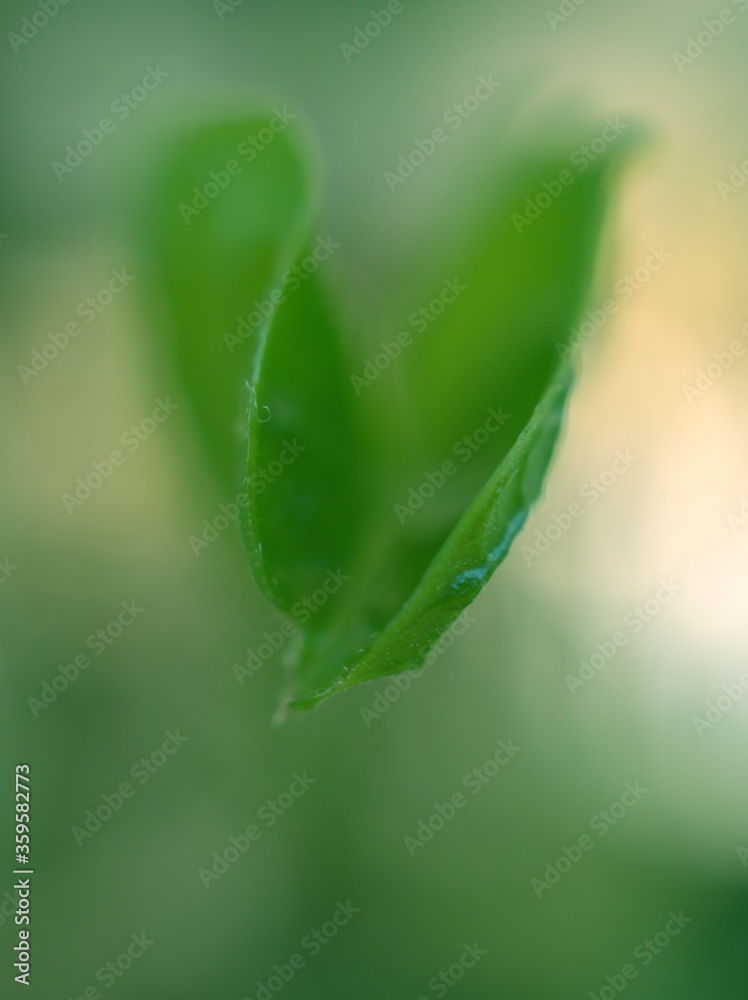 Closeup green leaf of plants with blurred background ,detail macro image ,nature leaves ,soft focus ,sweet color for card design Closeup green leaf of plants with blurred background ,detail macro image ,nature leaves ,soft focus ,sweet color for card design