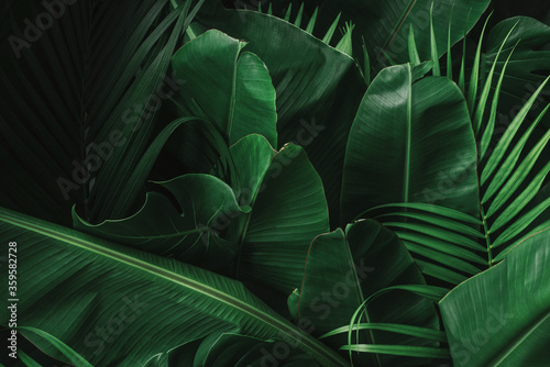 Creative tropical green leaves banana,palm, monstera and fean layout. Nature spring concept. Flat lay. photo