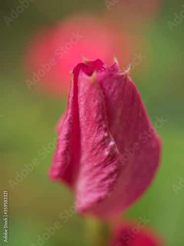 Closeup pink petals periwinkle madagascar bud flowers plants in garden with blurred background and soft focus ,macro image ,sweet color for card design