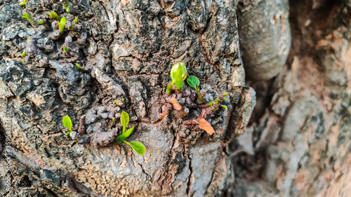 view of fresh green leaves coming out from a dry tree trunk