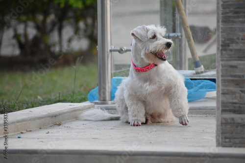 Perro Schnauzer blanco, sentado, levantando una de sus patas y mirando divertido al lado izquierdo de un jardín.