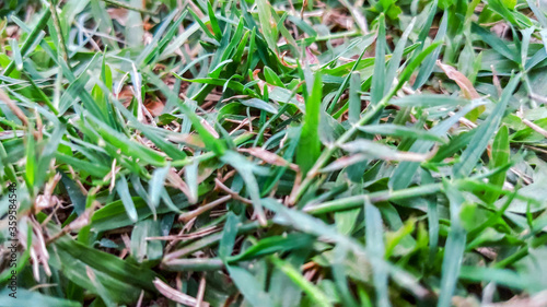 selective focus on green small leaves of grass