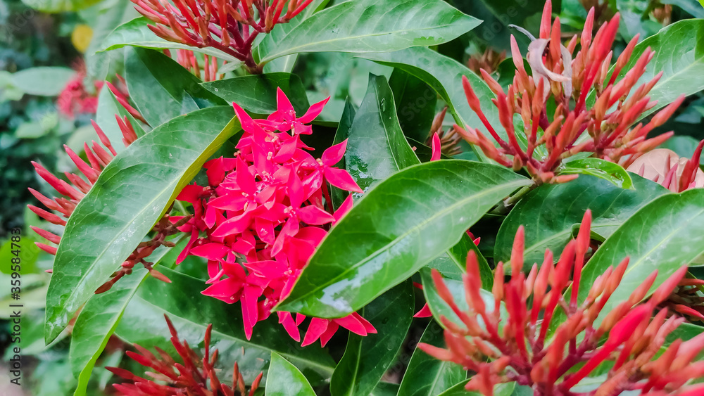 view of flower having red petals and green leaves in garden view of flower having red petals and green leaves in garden