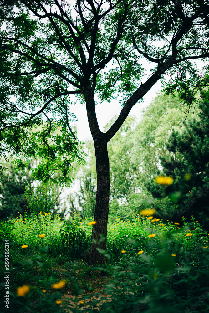 park garden flower green life park garden flower green life
