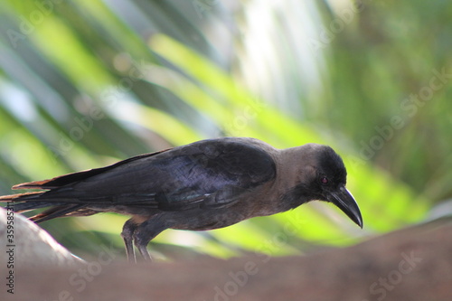 crow in the park