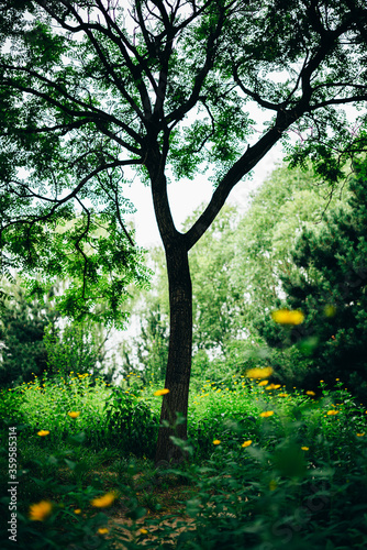 Fototapeta Naklejka Na Ścianę i Meble -  park garden flower green life
