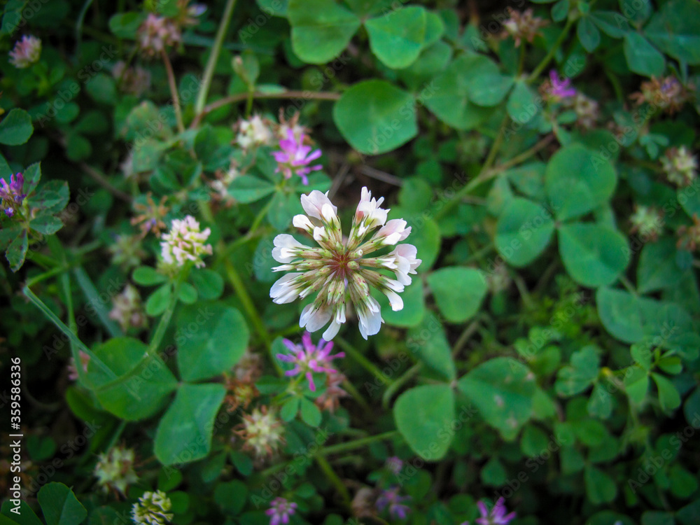 Trifolium Repens or purple Clover blossom in the blurred background. Trifolium Repens or purple Clover blossom in the blurred background.