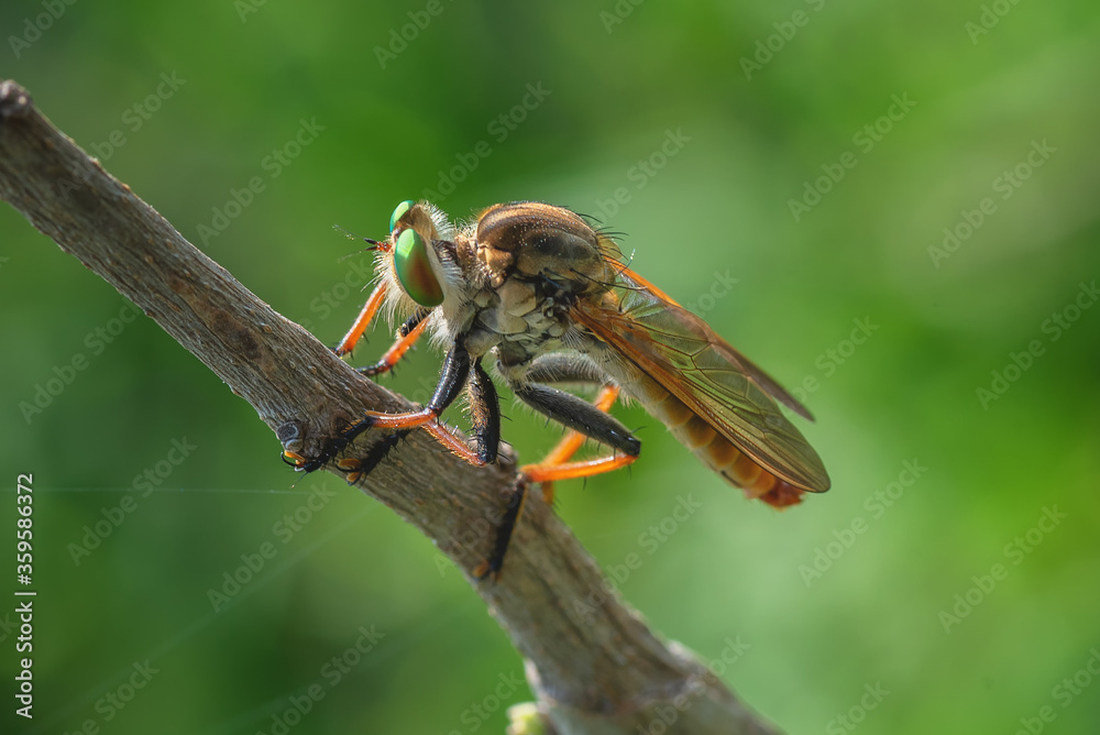 The Robber fly also called Assasin flies The Robber fly also called Assasin flies
