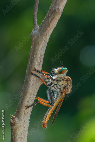 The Robber fly also called Assasin flies