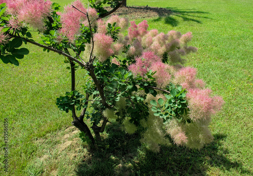 Beautiful smoketree bush or cotinus coggygria in park at sunny spring day. photo