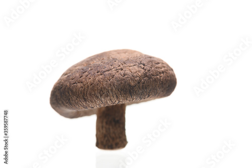 Shiitake mushrooms isolated on the white background.