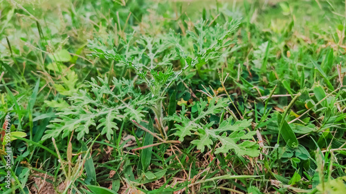 selective focus on green leaves on grass