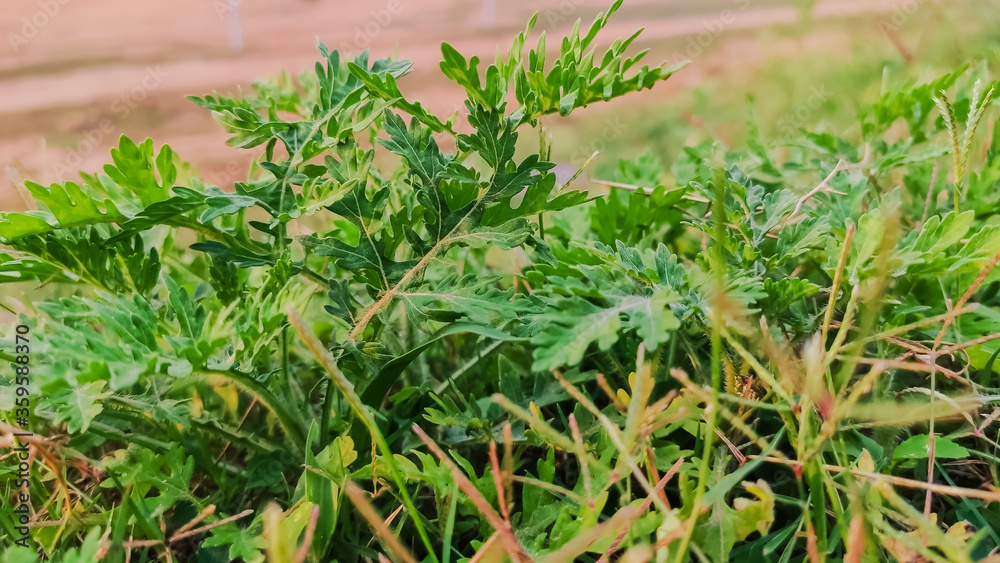 selective focus on green leaves on grass