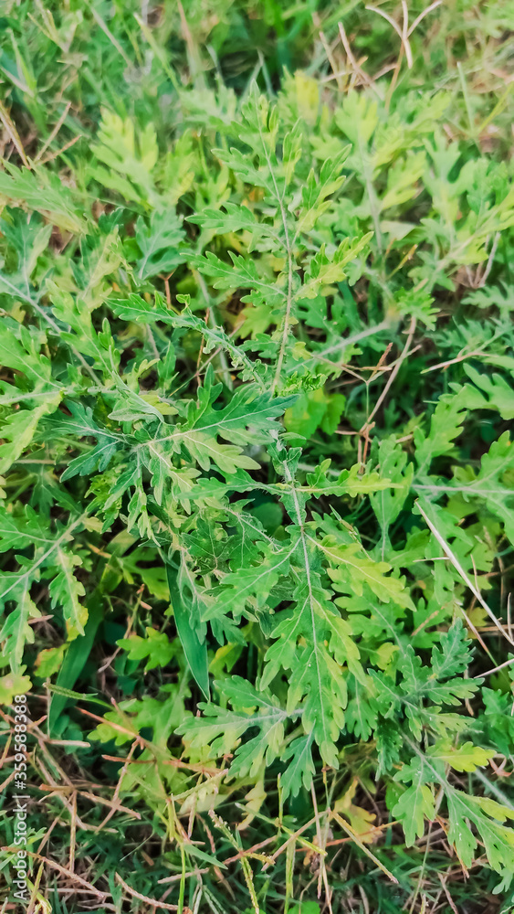 selective focus on green leaves on grass