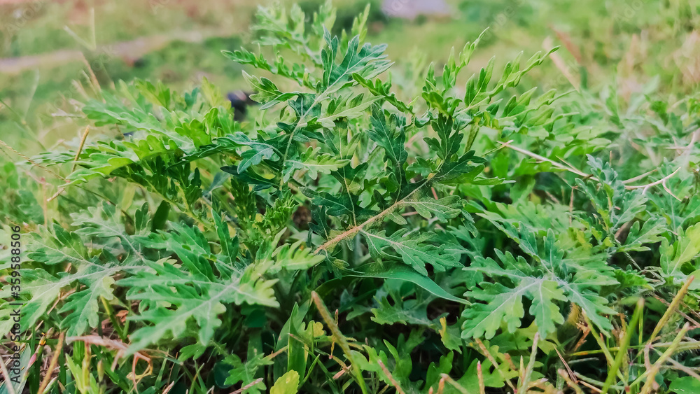 selective focus on green leaves on grass selective focus on green leaves on grass