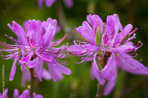 Rhodora flowers in bloom on Mt. Kearsarge in New Hampshire. photo