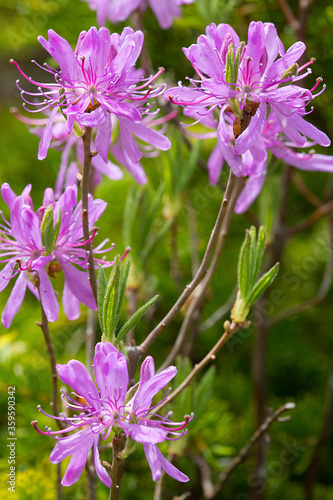Rhodora flowers in bloom on Mt. Kearsarge in New Hampshire. photo