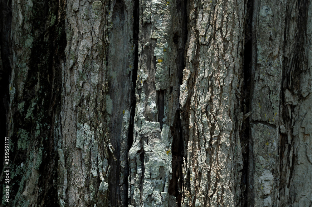 Fototapeta premium Texture, tree bark with multi-colored relief
