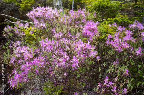 Pink flowers of rhodora near summit of Mt. Kearsarge. photo