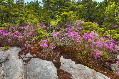 Pink flowers of Rhodora, Rhododendron canadense, on the rocky slopes near the summit of Mt. Kearsarge in Wilmot, New Hampshire. photo