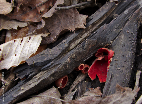 Scarlet Elfcup (Sarcoscypha austriaca) growing on a dead branch, shot during early spring in Waterloo, Ontario, Canada. photo