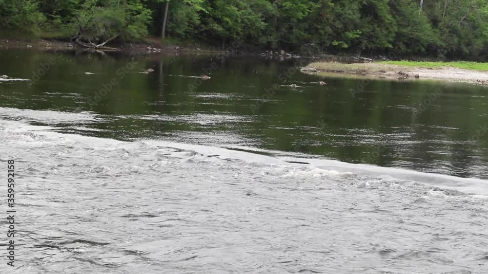 Small river rapids flowing on the river with Canadian Geese swimming. Calm river. Stationed camera. Small river rapids flowing on the river with Canadian Geese swimming. Calm river. Stationed camera.