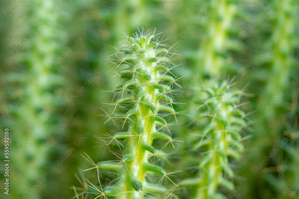 Green thorn cactus with long needle, macro shoot Green thorn cactus with long needle, macro shoot