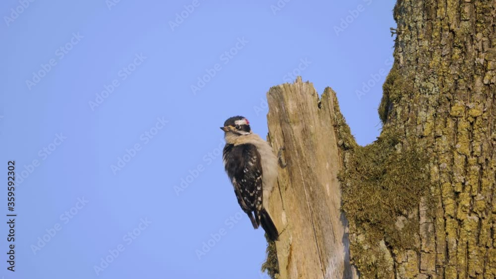 Pileated Woodpecker bird pecking wood bark tree blue sky summer day wide shot Pileated Woodpecker bird pecking wood bark tree blue sky summer day wide shot