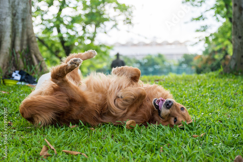 Fototapeta Naklejka Na Ścianę i Meble -  Golden retriever rolling on the grass
