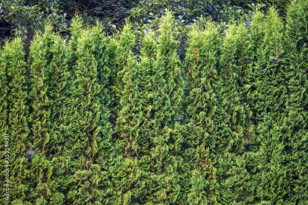 Green Hedge of Thuja Trees, Green hedge of the Tui tree, nature, background