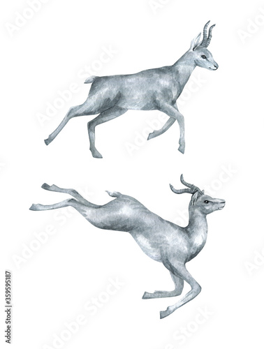Watercolor antelope in black and white color. African wild running animals. Wild mammal in minimalist style for posters, card, decoration, scrapbooking. 