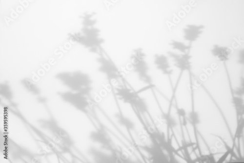  Blurred overlay effect for for natural light photo effects. Gray shadows of lavender flowers on a white wall. Abstract neutral nature concept background. Space for text