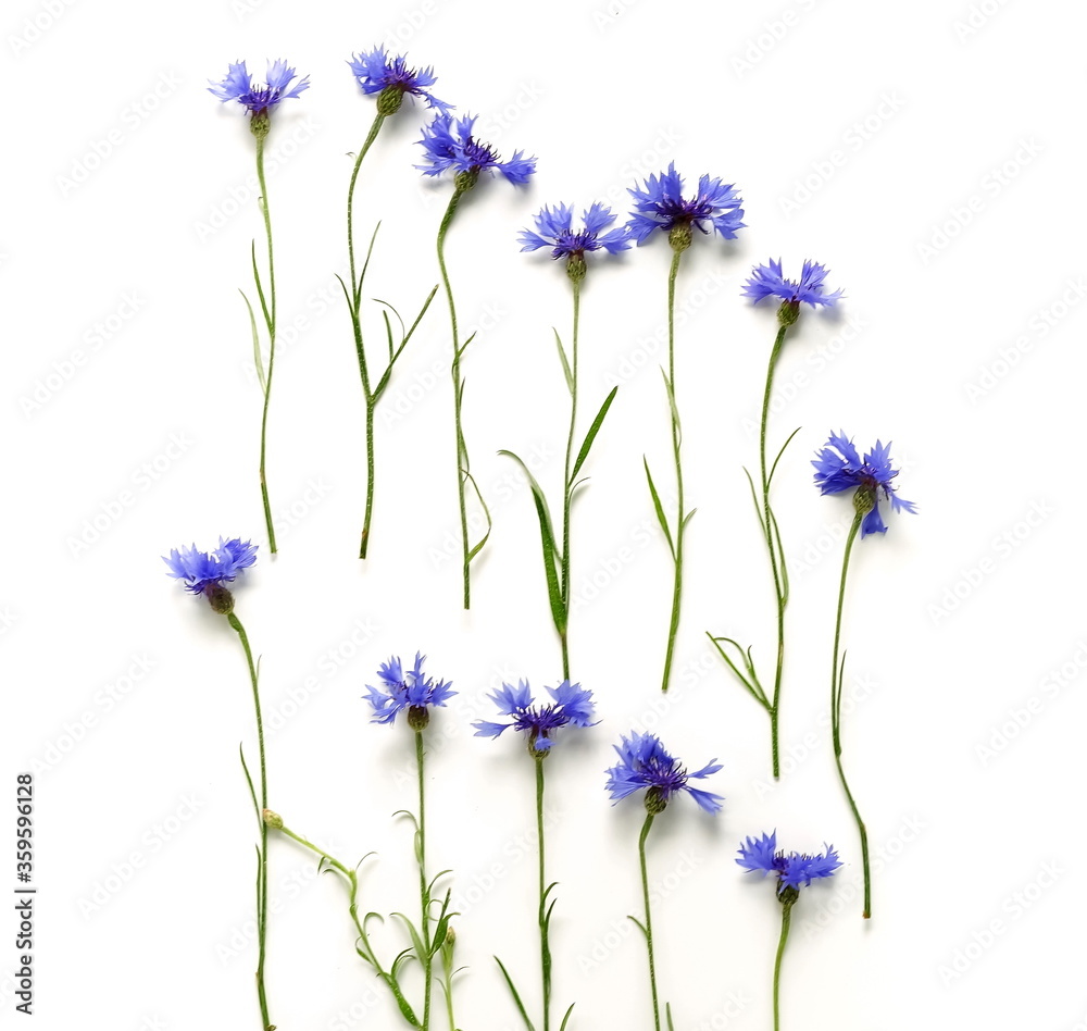 Blue flowers cornflowers pattern isolated on white background top view, flat lay. poster