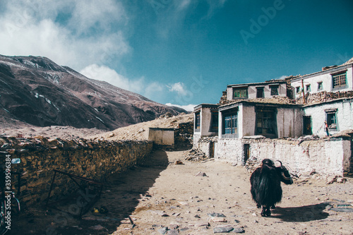 A Yak wandering in the architectures in Rongphu Monastery, a Tibetan temple. photo