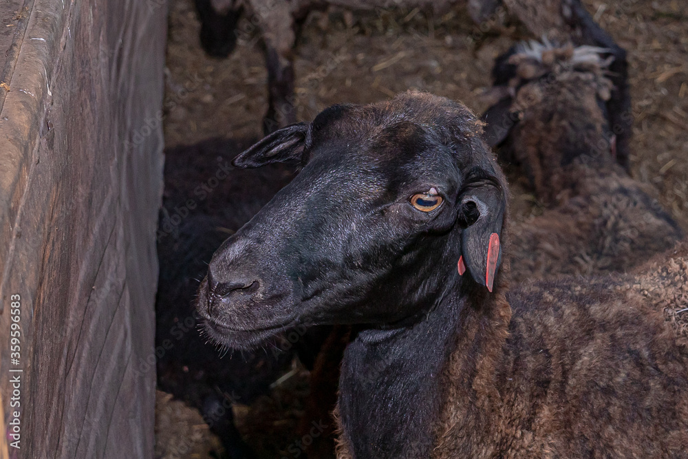 Fototapeta premium Young black sheep. In the courtyard of a village house