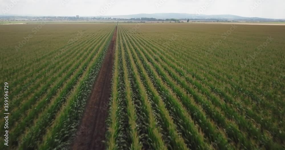 View of vertical rows of green tall farm crops in flat meadow on overcast day, overhead aerial approach View of vertical rows of green tall farm crops in flat meadow on overcast day, overhead aerial approach